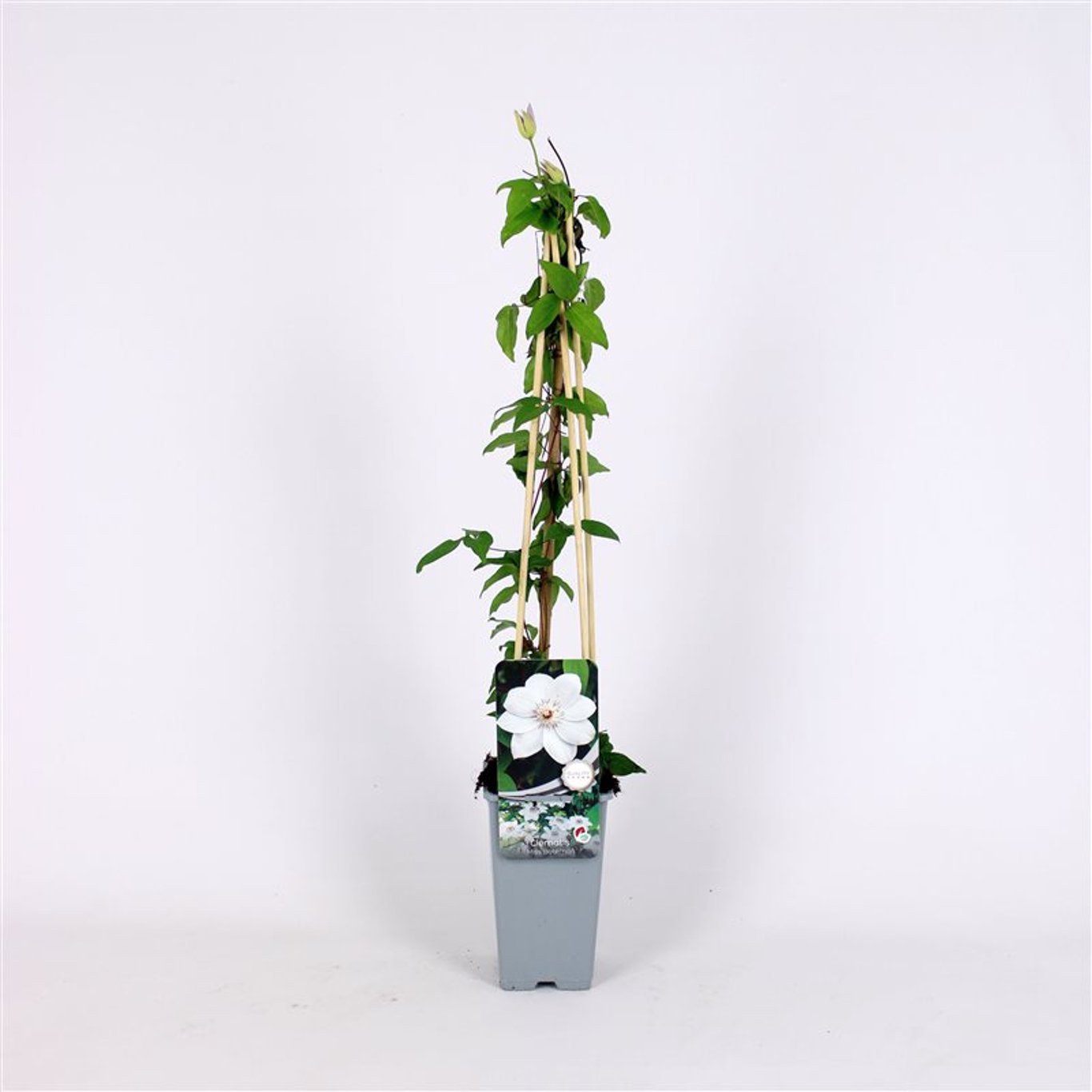 Clematis 'Miss Bateman' - C2 70/+ CM